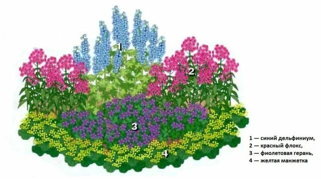Schöner Blumengarten „für die Faulen“ 4 von Stauden schmückt jeden Garten. Diagramm, Beschreibung und Foto