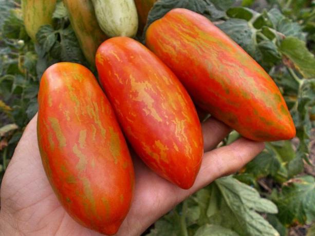 Drei Sorten der frühen Tomaten, die Sie sicherlich überraschen wird mit seiner Einzigartigkeit und Produktivität (Teil 4)