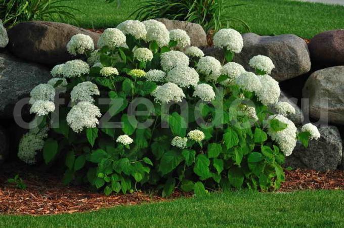 Hydrangea: besondere Pflege und Fütterung von Hausmitteln