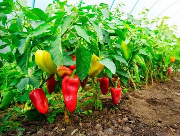 Paprika - meine Geheimnisse Bepflanzung und wächst