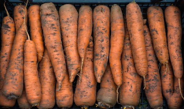 5 Fehler bei der Lagerung von Karotten: wie man es nicht um die Ernte zu verlieren
