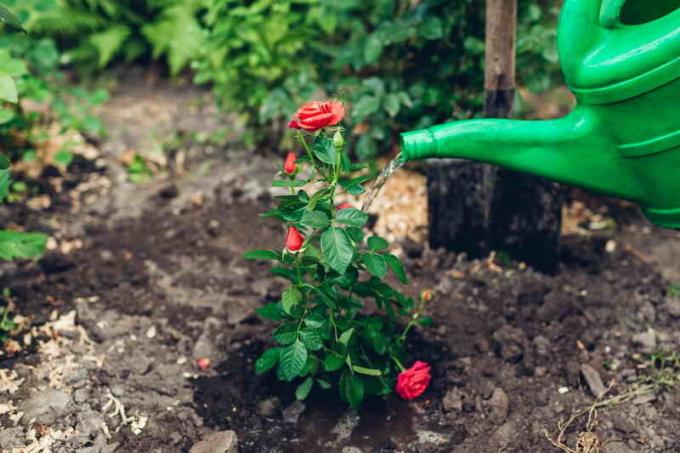 Bewässerung transplantiert Rosen