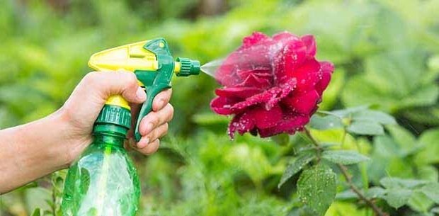 Volks Rezept, das die geholfen befreien Rosenbusch von Blattläusen