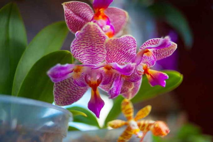 Wasserstoffperoxid - eine der besten Dünger für Orchideen