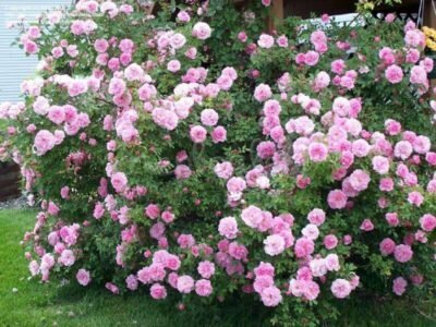 Roses kanadische Auswahl während der Blüte