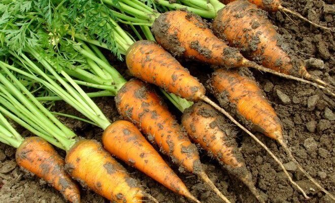 Wie zu sammeln und Karotten bis zur nächsten Ernte zu bewahren. Meine Erfahrung