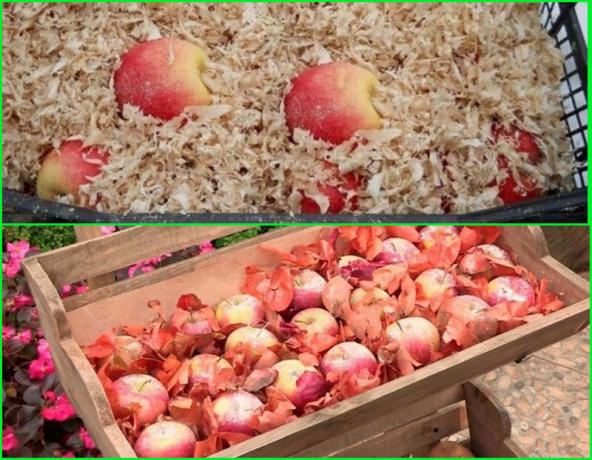 Methoden für die Überwinterung von Äpfeln
