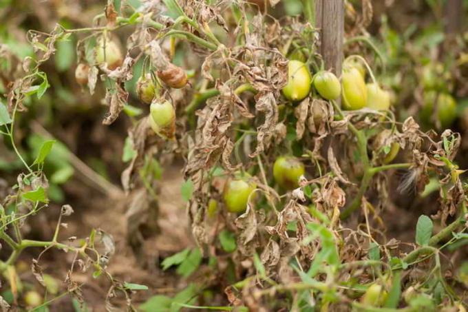 Die Erkrankung der Tomaten in Gewächshäusern