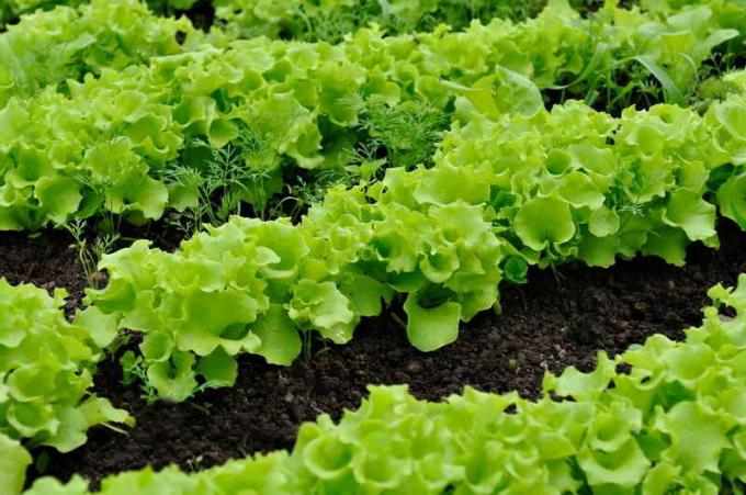 Für Salat Anpflanzung von ausgewählten gut belüftet und beleuchtet Ort. Illustration für einen Artikel für eine Standard-Lizenz verwendet © ofazende.ru