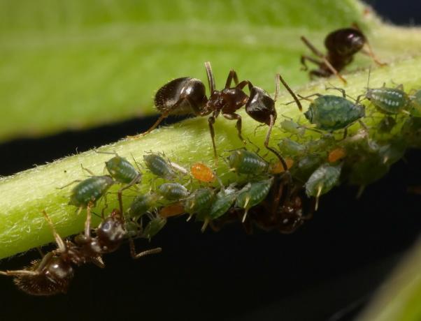 Wie für einen Tag deines Land der Ameisen während der gesamten Saison zu befreien, auf humane Weise ohne den Einsatz von Chemikalien (Teil 2)