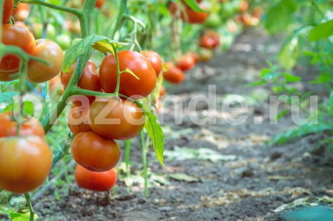 Tomaten. Illustration für einen Artikel für eine Standard-Lizenz verwendet © ofazende.ru