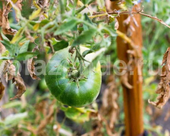 Wachsende Tomaten. Illustration für einen Artikel für eine Standard-Lizenz verwendet © ofazende.ru