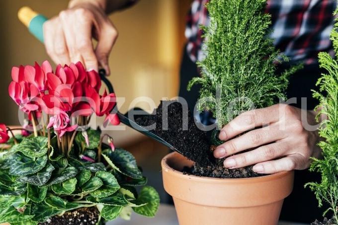 Pflege für die Pflanzen. Illustration für einen Artikel für eine Standard-Lizenz verwendet © ofazende.ru