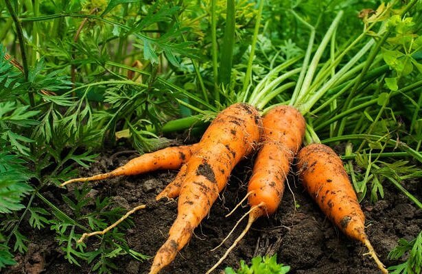 Tipps zur Pflege und Lagerung von Karotten