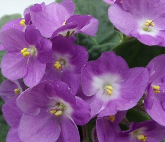 Nickend Blüten von Veilchen - Wissen und die richtige Pflege