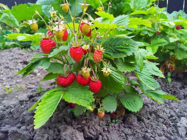 Die Ernte der Erdbeeren. Illustration für einen Artikel ist für eine Standard-Lizenz © delniesoveti.ru verwendet