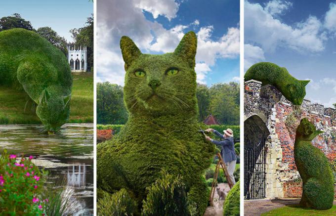 Katzen im englischen Park: Warum die großen beschnittenen Büschen Aufsehen im Internet verursacht