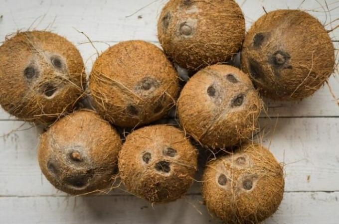 Coconuts - einer der beständigsten Früchte.