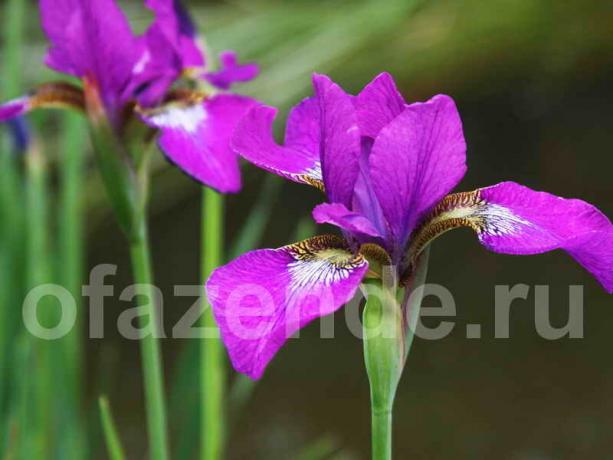 Unter Verwendung der Iris im Garten Landschaftsgestaltung