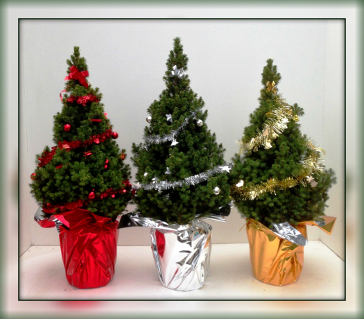 Gekauft durch das neue Jahr ein wenig Weihnachtsbaum in einem Container? Werfen Sie nicht, geben Sie ihm eine Chance geben und das Leben! 👍