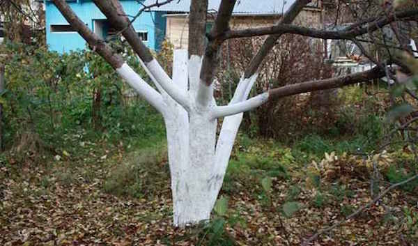 Ein Verfahren, die Obstbäumen leichter hilft, den Winter zu überleben