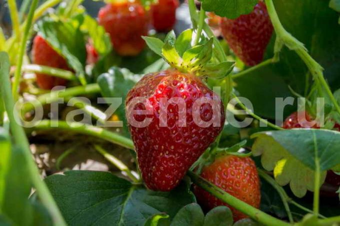 Wachsende Erdbeeren. Illustration für einen Artikel für eine Standard-Lizenz verwendet © ofazende.ru