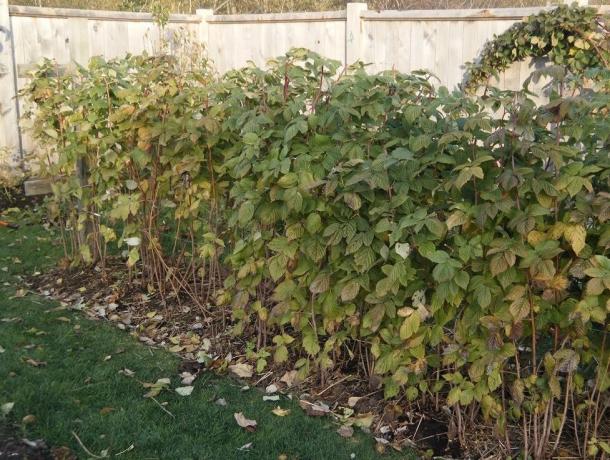 Wirksames Mittel gegen Husten, die im Herbst in seinem Garten gefunden werden kann