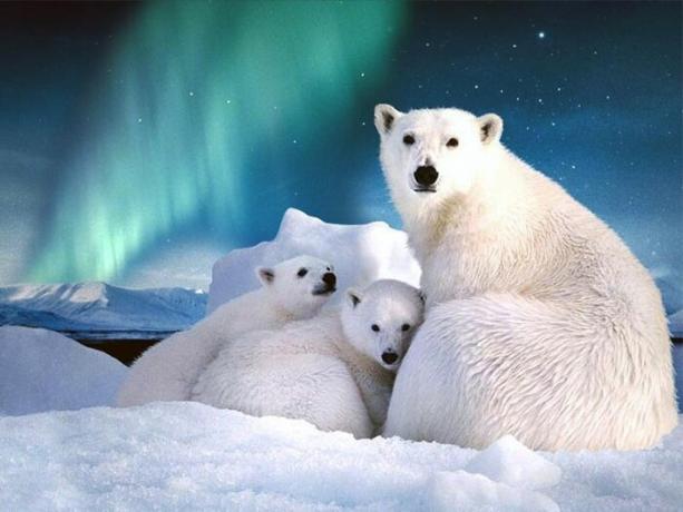 Auf Svalbard ist mehr als tausend Arten von Eisbären.