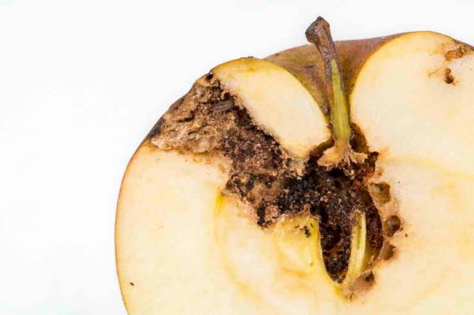 Wie Sie Ihren Apfelbaum von ognovki und Motten schützen