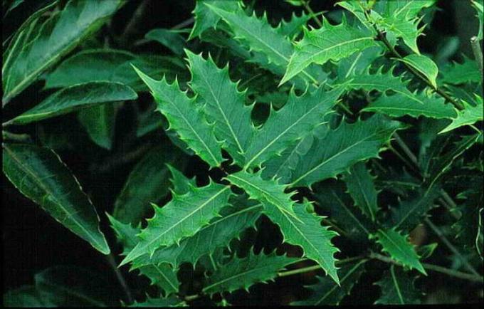 Harte dunkelgrün glänzend verlängert scharf gezackten Blätter