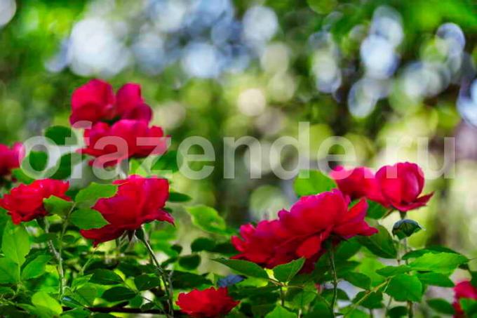 Bush blühenden Rosen. Illustration für einen Artikel für eine Standard-Lizenz verwendet © ofazende.ru