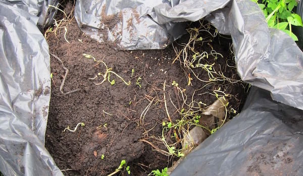 Compost für 2-3 Monate: wie mache ich Dünger in Säcken