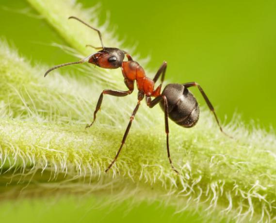Garten Ameisen und Blattläuse treten in der Regel im Garten zur gleichen Zeit.. Illustration für einen Artikel für eine Standard-Lizenz verwendet © ofazende.ru