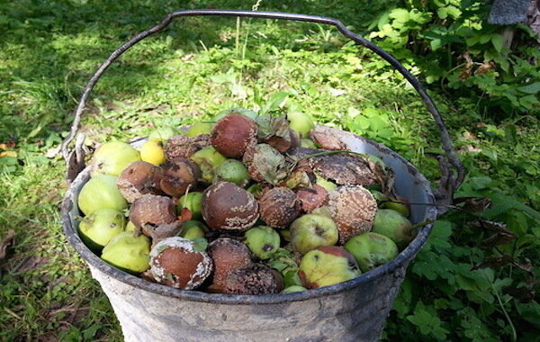 Warum wird ein fauler Apfel findet nicht in den Kompost: 4 Gründe,