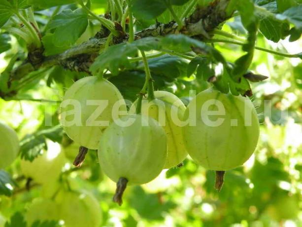 Propagierte Stachelbeeren in einer neuen Art und Weise