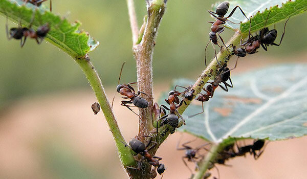 Loswerden von Ameisen mit Ammoniak